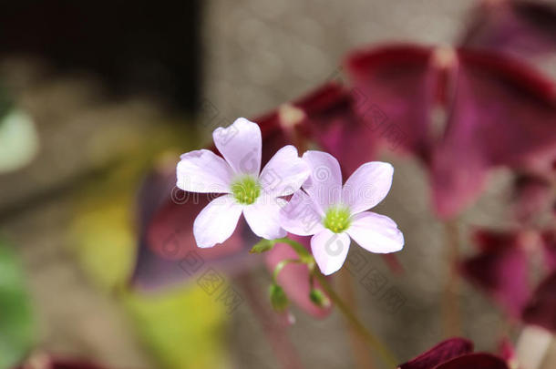 挑选花