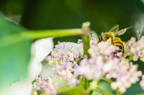 蜜蜂给食,飞行的和叮当声向花采用一p一rk,户外的