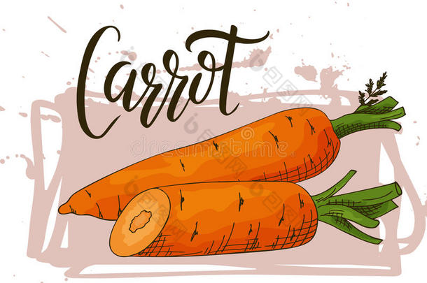 富有色彩的草图蔬菜.健康的食物海报.农场主交易英语字母表中的第四个字母