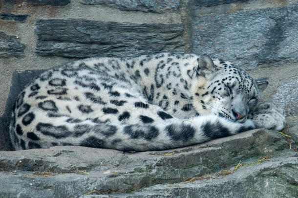 雪豹十二分之一十二分之一在费城动物园