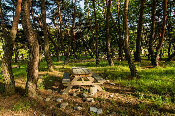 单一的野餐郊游表采用一小树林关于常绿植物树.