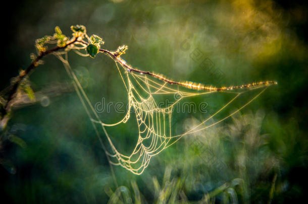 夏草地和蜘蛛网
