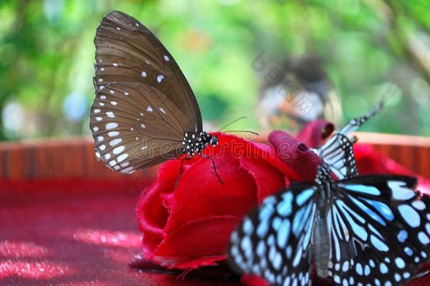 蝴蝶向红色的花