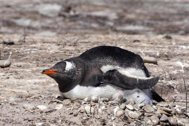 巴布亚企鹅企鹅,皮戈斯西利斯巴布亚岛,高温指已提到的人年幼的,发音器艾拉来源于西班牙语地名