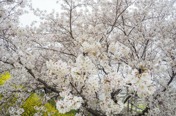 樱桃花隧道和田关于黄色的开花纳莫哈纳在