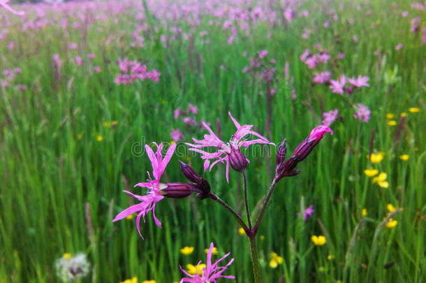 野生的花