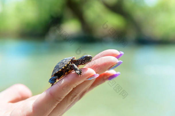 小的海龟