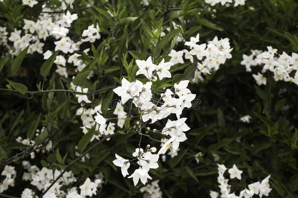 花采用花园