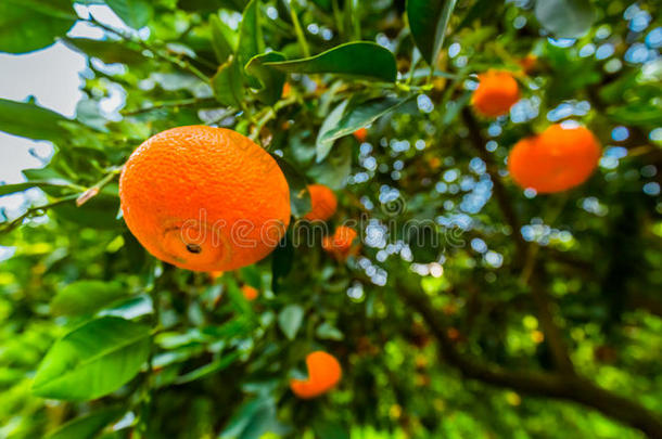 橘子向树枝.明亮的成果向春季绿色的树枝.Cyprus塞浦路斯