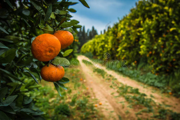 橘子向树枝.明亮的成果向春季绿色的树枝.Cyprus塞浦路斯