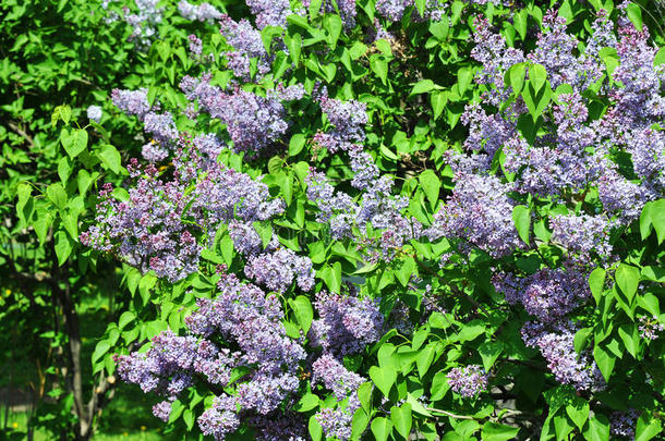 丁香花属紫丁香属的植物花