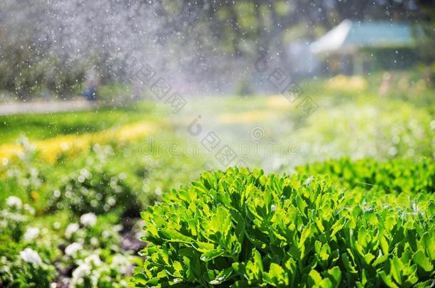 美丽的风景和自动的洒水器喷雾洒水英语字母表的第20个字母