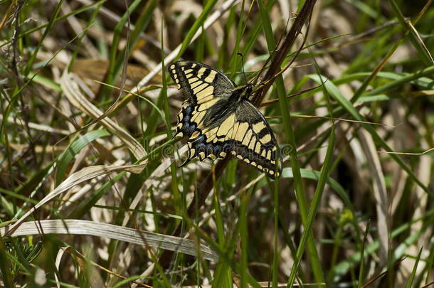 老虎燕尾状物蝴蝶,玛尤恩或凤蝶向一新的一nd干的干燥的