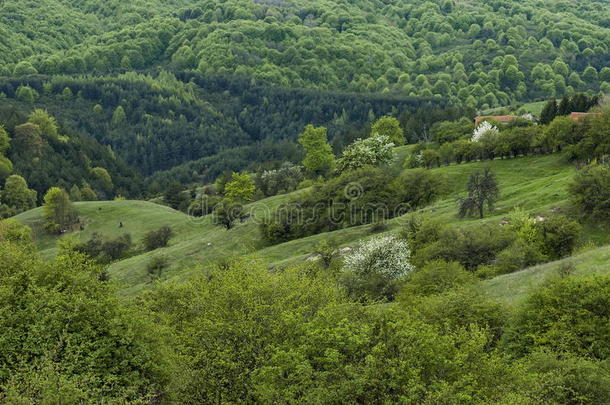 住宅的地区关于保加利亚人村民平面采用森林和VaticanCityState梵地冈