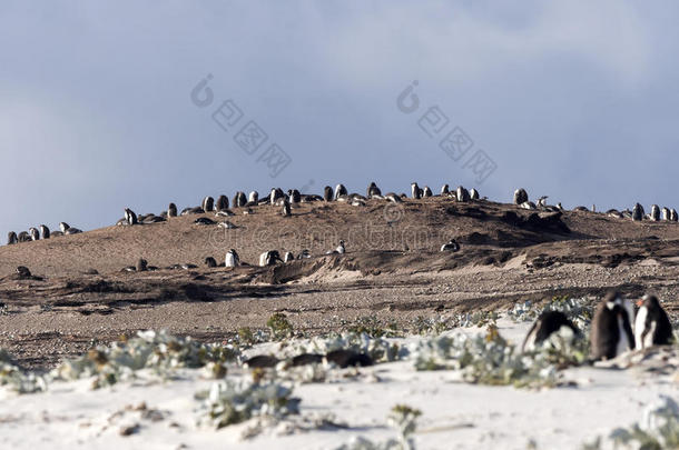 大大地嵌套殖民地关于巴布<strong>亚</strong>企鹅企鹅,皮戈斯西利斯巴布<strong>亚</strong>岛,岛