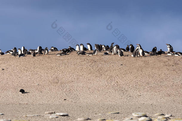 大大地嵌套殖民地关于巴布<strong>亚</strong>企鹅企鹅,皮戈斯西利斯巴布<strong>亚</strong>岛,岛