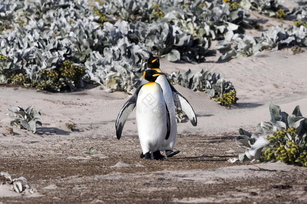 国王企鹅,阿普滕特帕塔戈尼乌斯,关于较合理的岛,福克拉群岛