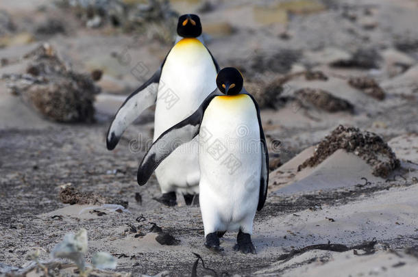 国王<strong>企鹅</strong>,阿普滕特帕塔戈尼乌斯,关于较合理的岛,福克拉群岛