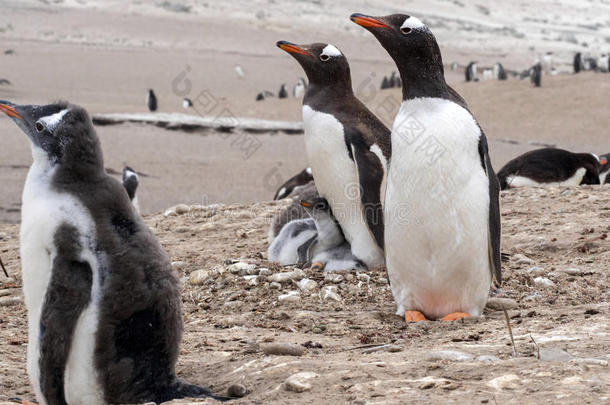 巴布亚企鹅企鹅,皮戈斯西利斯巴布亚岛,和年轻人较<strong>合理</strong>的岛,