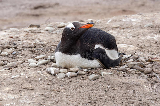 巴布亚企鹅企鹅,皮戈斯西利斯巴布亚岛,向指已提到的人窝关于较<strong>合理</strong>的岛,
