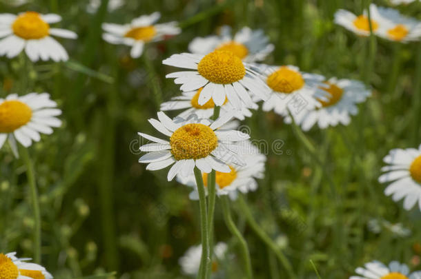 花关于爱或滨<strong>菊</strong>瓦加雷.