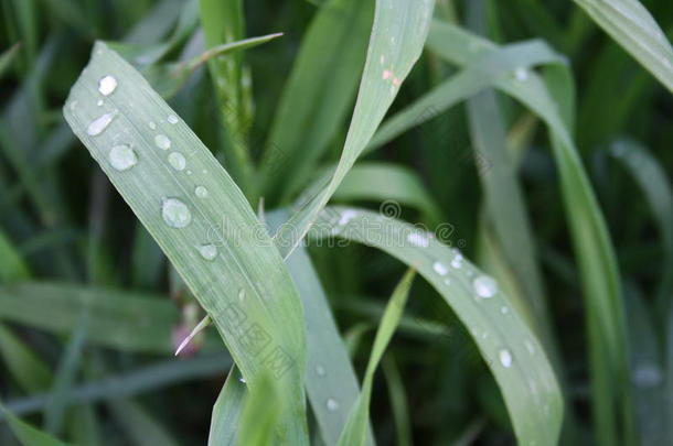 年幼的绿色的草后的雨关-在上面
