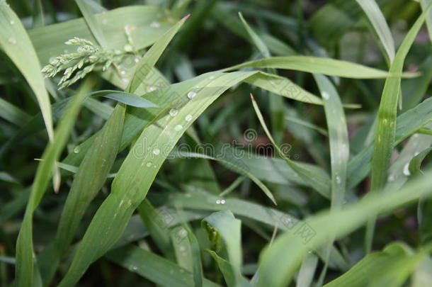 年幼的绿色的草后的雨关-在上面