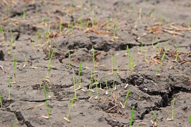 稻秧苗关于湿的套种稻