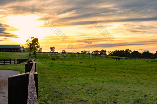马放牧向牧草地和日落采用背景