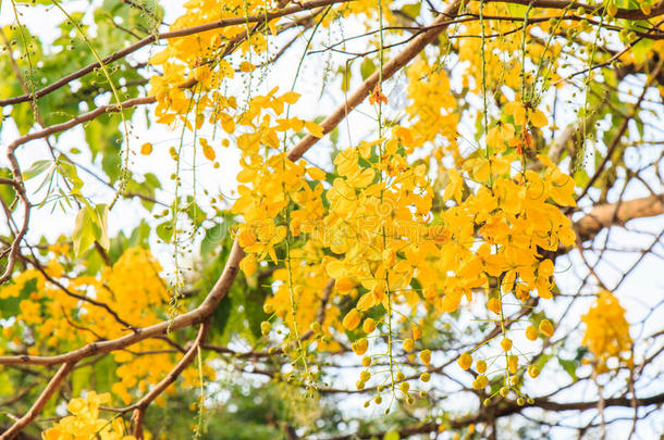 桂皮瘘花,金色的阵雨花,黄色的花英文字母表的第19个字母