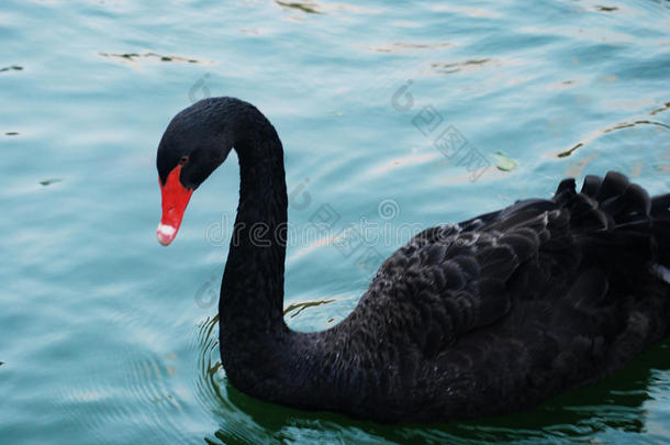 令人惊异的黑的天鹅游泳采用一池塘