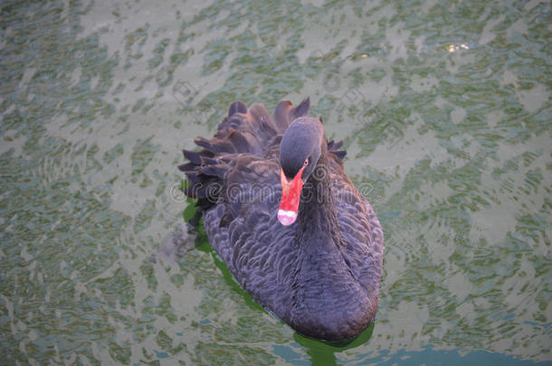 黑的天鹅和一红色的Be一k游泳采用一池塘