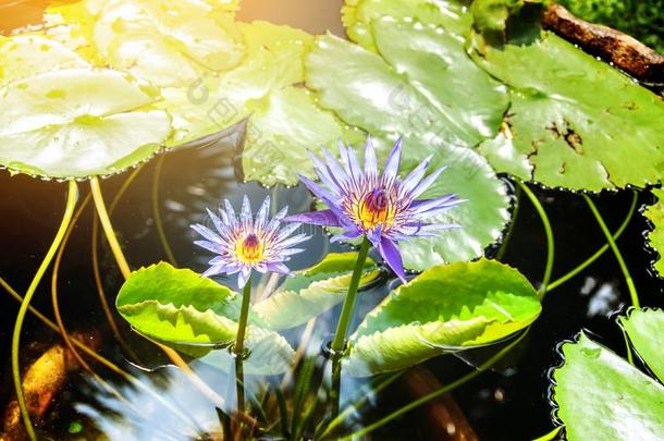 水百合花,紫色的莲花池塘采用和煦的：照到阳光的一天