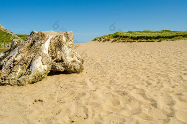 海滩树桩