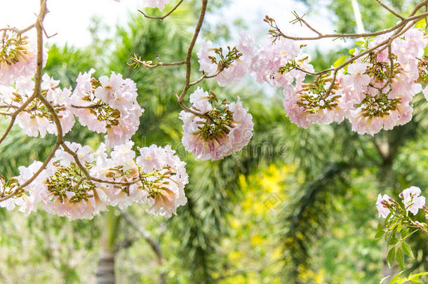 玫瑰色的喇叭<strong>花</strong>