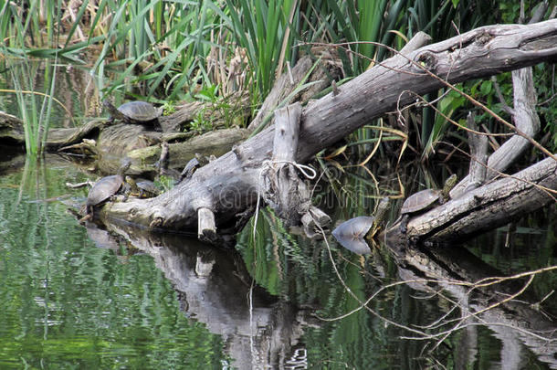 乌龟是淡水的向困难.