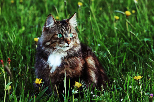 一年幼的挪威人森林猫是（be的三单形式打猎采用指已提到的人草地