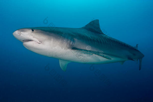 老虎鲨鱼采用指已提到的人深的蓝色