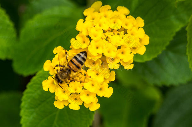 花和蜂蜜蜜蜂在跨洲的求助和休闲健身中心旅馆采用