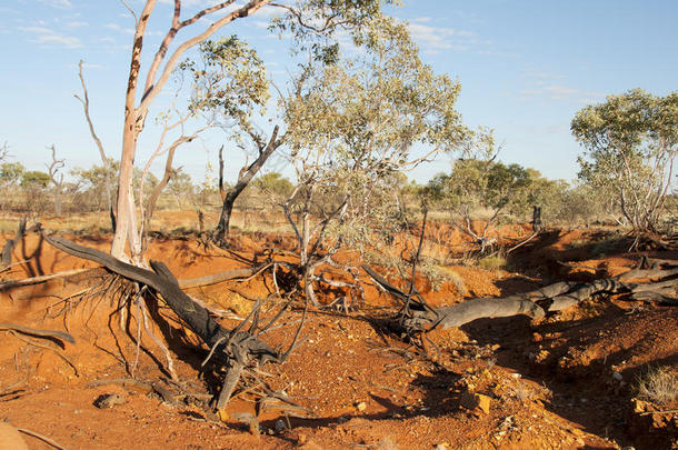 桉树树采用干的干燥的小湾-金伯利钻石-澳大利亚