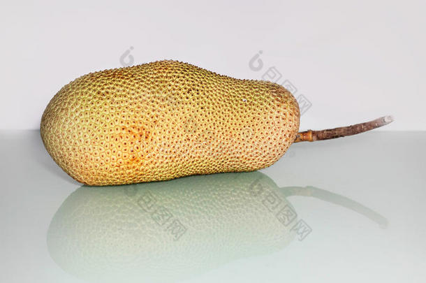 木菠萝属整数或大家知道的同样地面包果树面包果或木菠萝