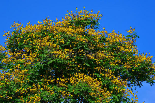 孔雀花向树采用夏