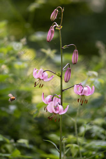 头巾百合百合花百合属植物头巾百合开花采用不列颠的林地图片