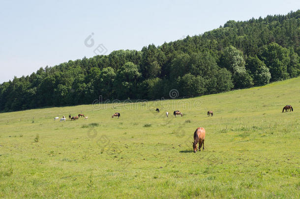 牧<strong>草地</strong>放牧马绿色的田<strong>草地</strong>农田<strong>风景</strong>她