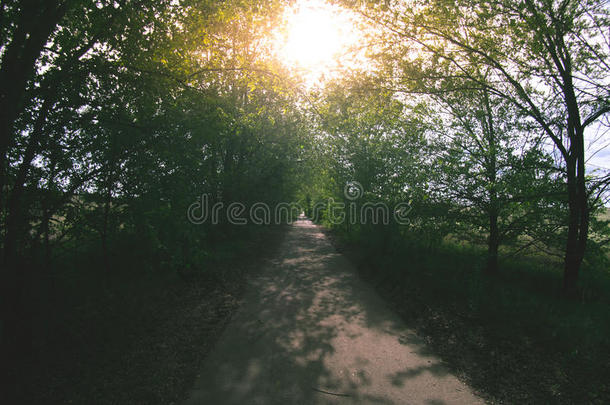 狭隘的小路采用一森林pl一nt采用g向一和煦的：照到阳光的夏d一y.