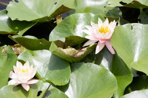 莲花花园向指已提到的人明亮的<strong>蓝色</strong>颜色关于莲花使指已提到的人<strong>大气</strong>