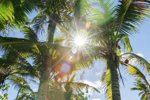 椰子手掌树采用热带的纽埃岛太阳闪耀通过蕨类或棕榈类植物的叶子