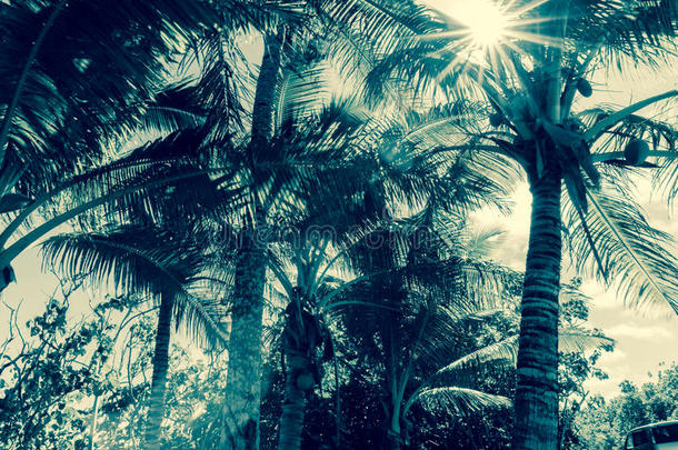 椰子手掌树采用热带的<strong>纽埃</strong>岛太阳闪耀通过蕨类或棕榈类植物的叶子