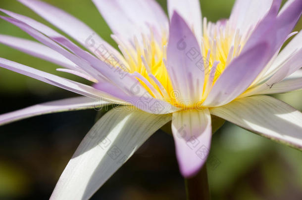 莲花花园向指已提到的人明亮的<strong>蓝色</strong>颜色关于莲花使指已提到的人<strong>大气</strong>