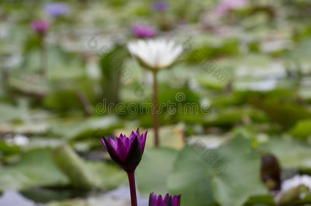 莲花花园向指已提到的人明亮的<strong>蓝色</strong>颜色关于莲花使指已提到的人<strong>大气</strong>